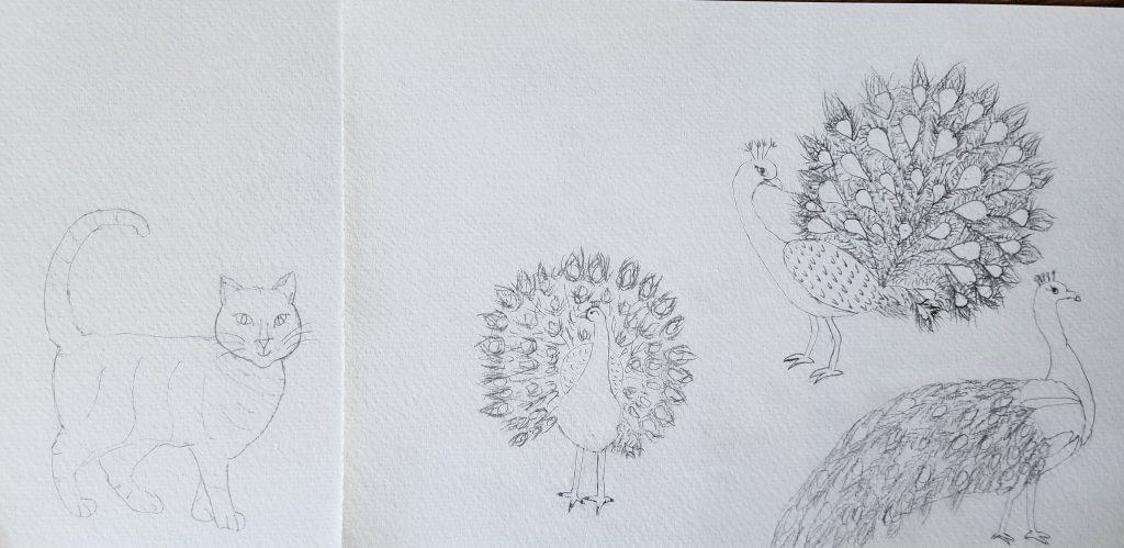 Picture book illustrations of a cat and peacocks