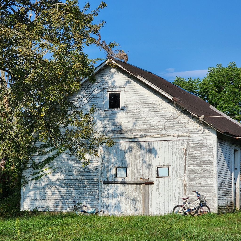 An old barn-garage with a child's bike leaning against it and a pear tree in front of it.