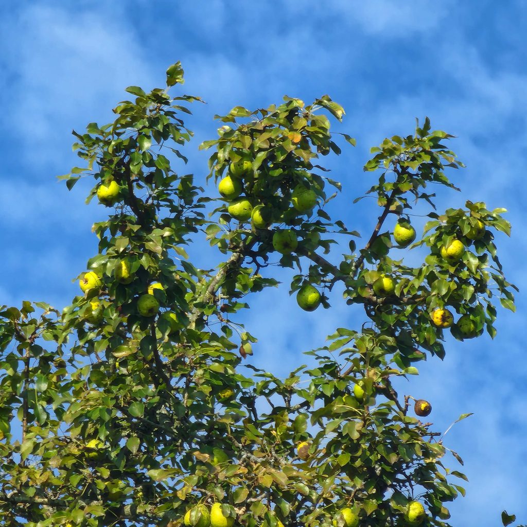 Pears hanging from the tree.