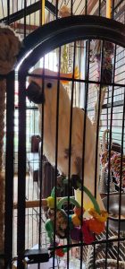 White Cocatoo with Orange plume