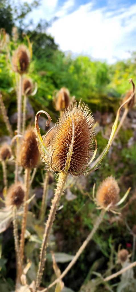 Dried thistles.
